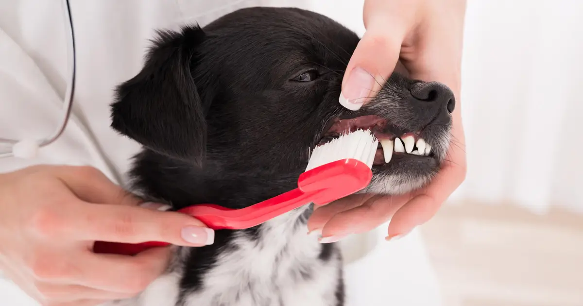 How to Brush Your Dog’s Teeth