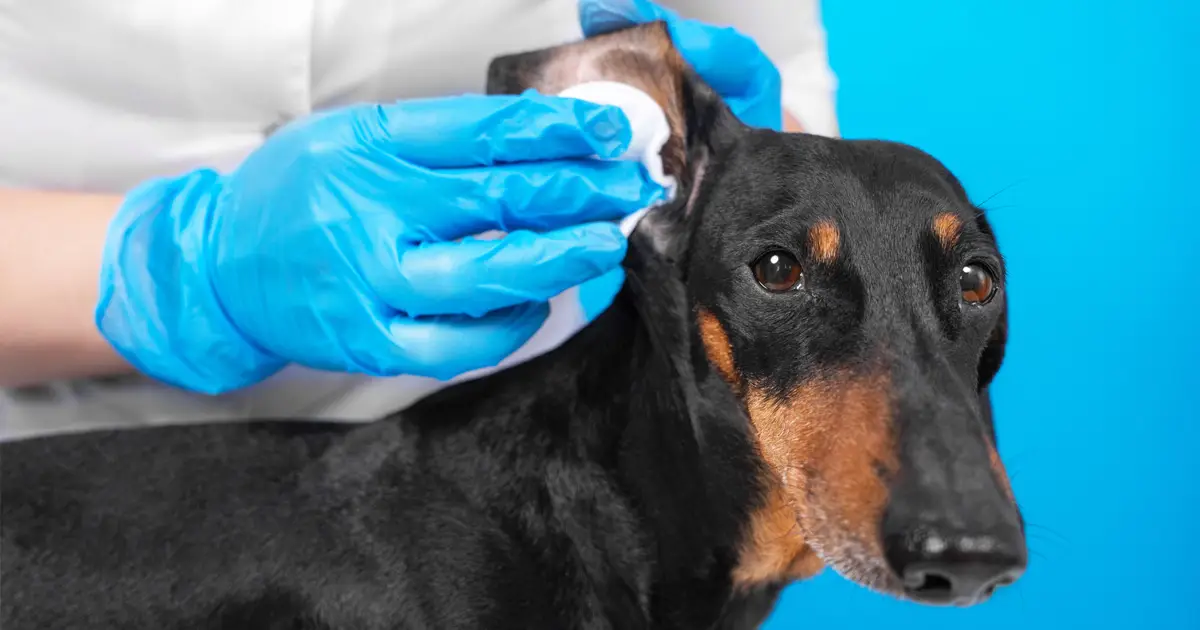How to Clean Your Dog's Ears