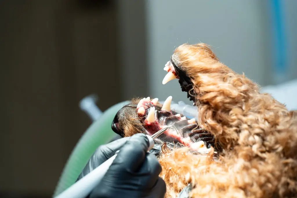 Poodle during dental cleaning at Mixed Pet Veterinary Hospital