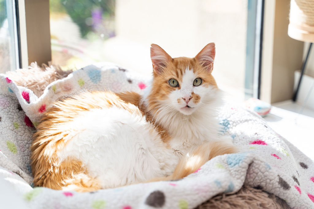 Orange and white cat resting comfortably before a visit to Mixed Pet Veterinary Hospital in Charlotte.