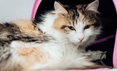 cat-in-carrier-going-to-vet