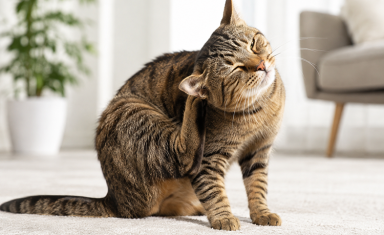 cat-scratching-ear