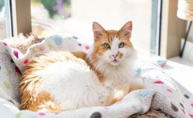 Orange and white cat resting comfortably before a visit to Mixed Pet Veterinary Hospital in Charlotte.