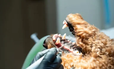 Poodle during dental cleaning at Mixed Pet Veterinary Hospital