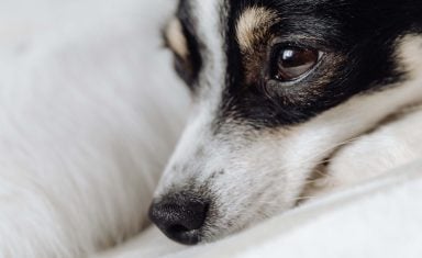 dog-feeling-sick