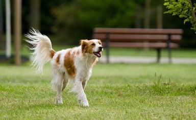 dog-playing-park