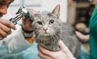 dvm-examining-cat-ear.jpg