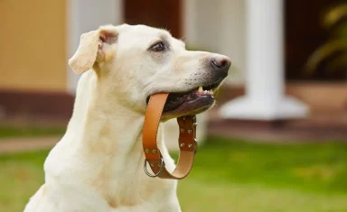 Microchips for Pets
