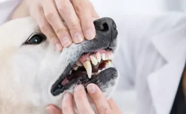 white-dog-dental-exam-e1769613547948.webp