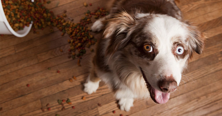 Should My Dog Have a Grain - free Diet - Mixed Pet Veterinary Hospital